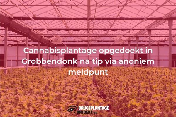 Cannabisplantage opgedoekt in Grobbendonk na tip via anoniem meldpunt